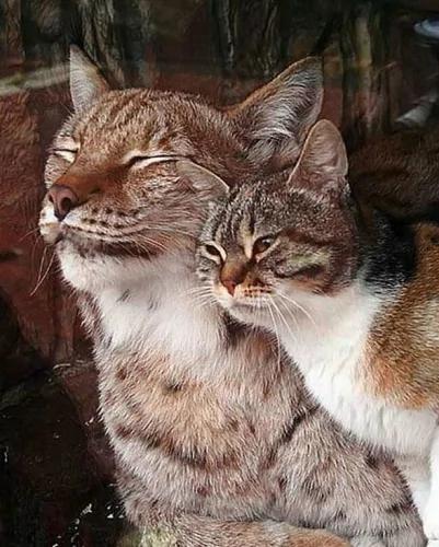 猫在动物园做了一件令所有人惊喜的事