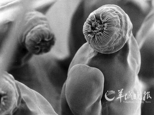 生物学家投票“最酷的12种动物”