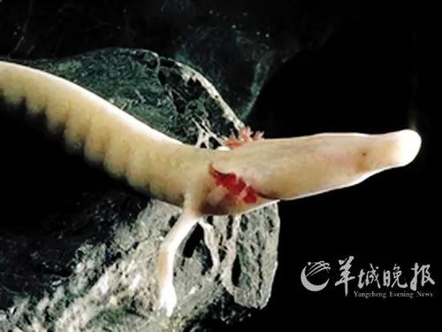 生物学家投票“最酷的12种动物”