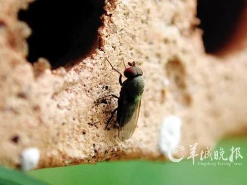 生物学家投票“最酷的12种动物”