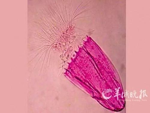 生物学家投票“最酷的12种动物”