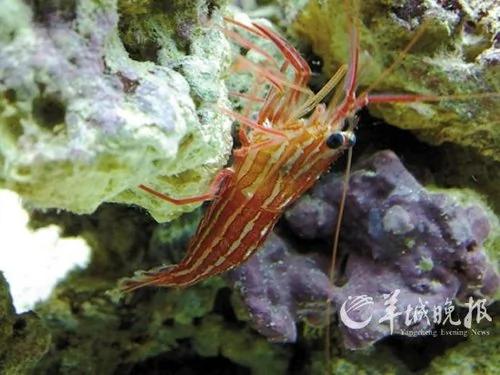 生物学家投票“最酷的12种动物”