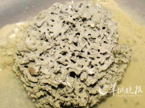 生物学家投票“最酷的12种动物”