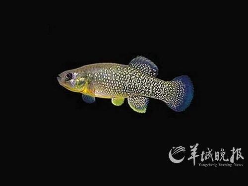 生物学家投票“最酷的12种动物”