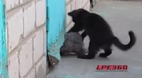 视频:食物?老鼠?黑猫拚命挖门缝,是因为里面有...