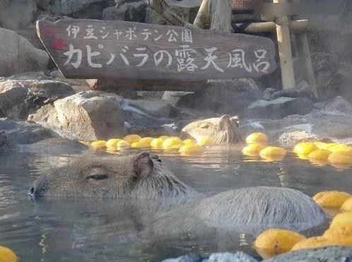 萌翻,天然呆水豚君 露天泡“柚子汤”