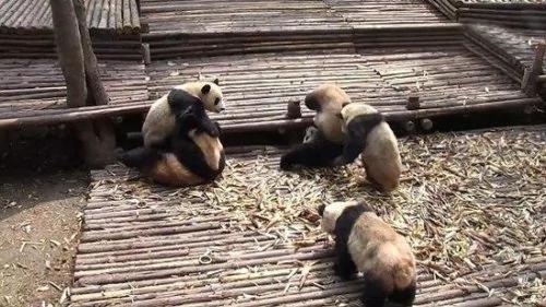 熊猫宝宝斗殴打群架 场景罕见扭成一团