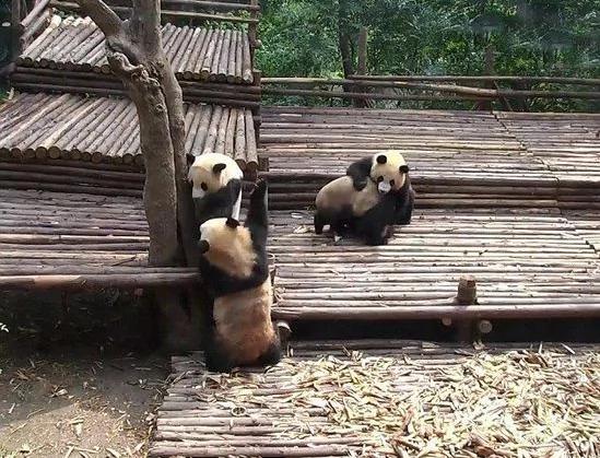 熊猫宝宝斗殴打群架 场景罕见扭成一团
