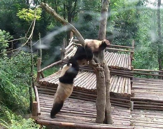 熊猫宝宝斗殴打群架 场景罕见扭成一团