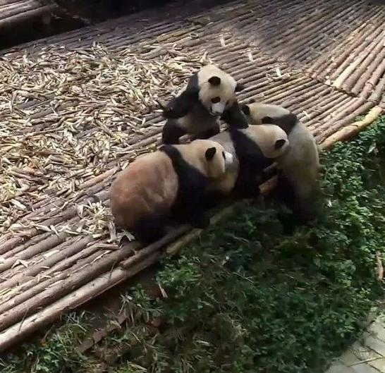 熊猫宝宝斗殴打群架 场景罕见扭成一团