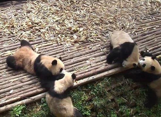 熊猫宝宝斗殴打群架 场景罕见扭成一团