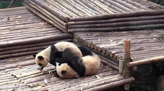 熊猫宝宝斗殴打群架 场景罕见扭成一团