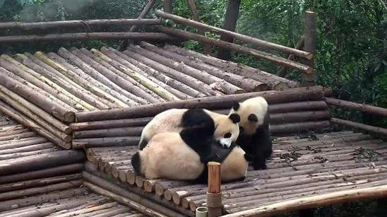 熊猫宝宝斗殴打群架 场景罕见扭成一团