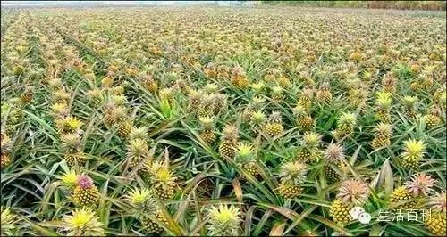 买了1个凤梨回家 用这简单方法 凤梨可以不断再生吃一辈子!