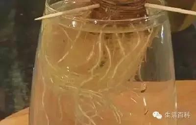 买了1个凤梨回家 用这简单方法 凤梨可以不断再生吃一辈子!