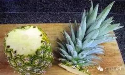买了1个凤梨回家 用这简单方法 凤梨可以不断再生吃一辈子!