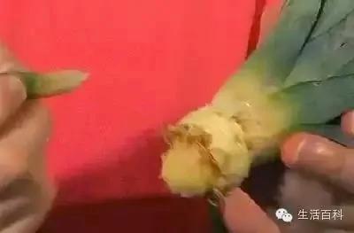 买了1个凤梨回家 用这简单方法 凤梨可以不断再生吃一辈子!