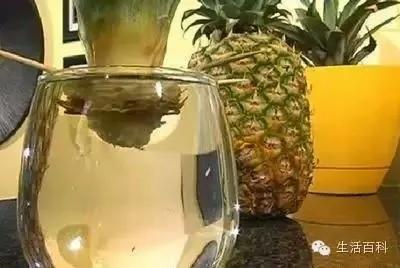 买了1个凤梨回家 用这简单方法 凤梨可以不断再生吃一辈子!