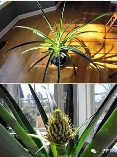买了1个凤梨回家 用这简单方法 凤梨可以不断再生吃一辈子!