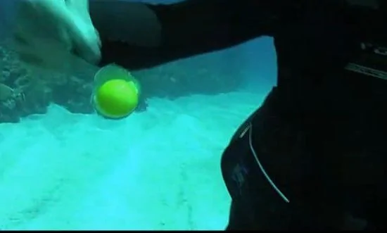 在20米深的海裏面打開一個雞蛋會發生何種奇蹟？