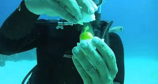 在20米深的海里面打开一个鸡蛋会发生何种奇迹？