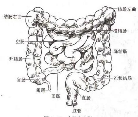 要叫人不死 肠中须无屎!! 宋美龄女士长寿秘密大公开!!!