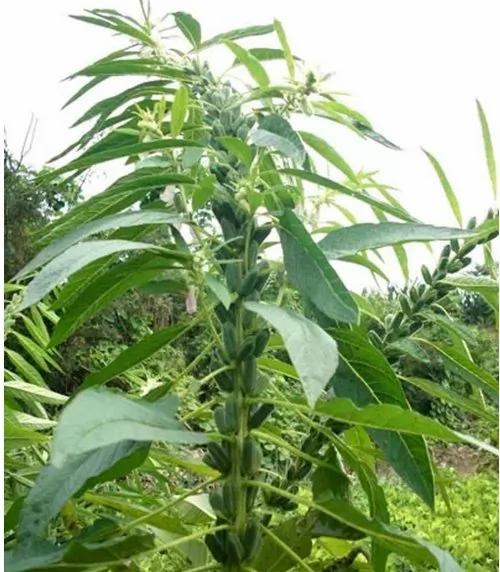 一直以为黑瓜子就是普通西瓜子,没想到...这9种常见食物是怎么长出来的,真心长见识了!