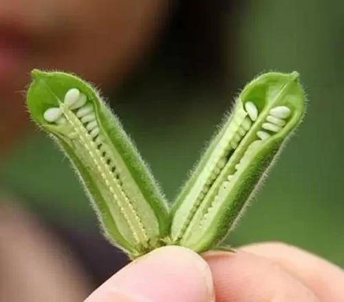 一直以为黑瓜子就是普通西瓜子,没想到...这9种常见食物是怎么长出来的,真心长见识了!