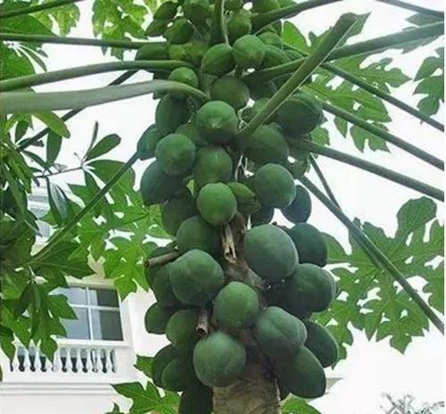 一直以为黑瓜子就是普通西瓜子,没想到...这9种常见食物是怎么长出来的,真心长见识了!