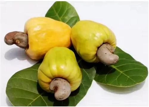 一直以为黑瓜子就是普通西瓜子,没想到...这9种常见食物是怎么长出来的,真心长见识了!