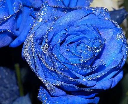 流言揭秘 蓝色妖姬是天然的蓝色花朵吗 阿波罗新闻网