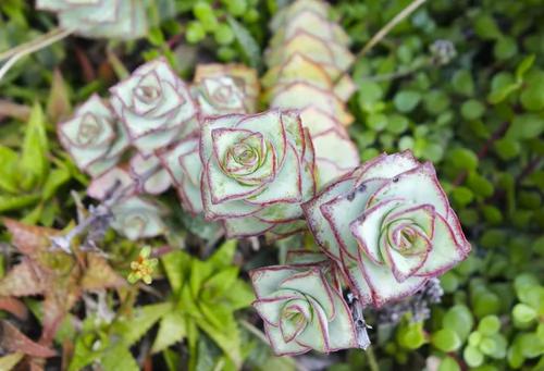 植物学博士:植物杀手们 你这样简单粗暴 你知道吗?