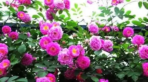 室内不能养的花,你家里有没有?看完吓一跳!