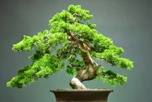 室内不能养的花,你家里有没有?看完吓一跳!