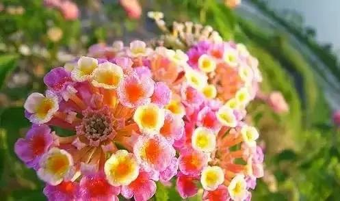 室内不能养的花,你家里有没有?看完吓一跳!