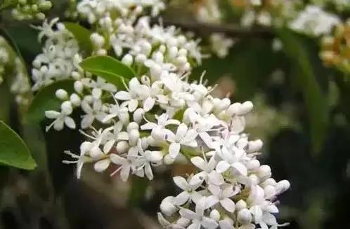 室内不能养的花,你家里有没有?看完吓一跳!