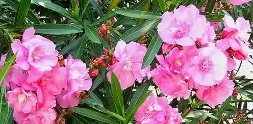 室内不能养的花,你家里有没有?看完吓一跳!