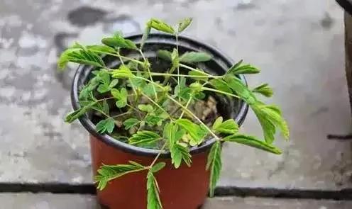 室内不能养的花,你家里有没有?看完吓一跳!