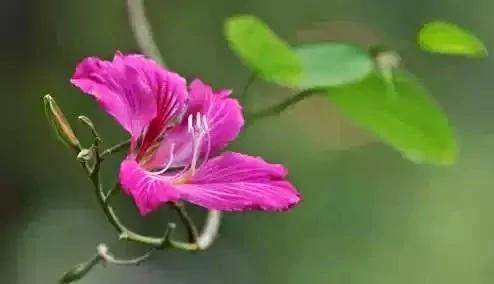 室内不能养的花,你家里有没有?看完吓一跳!
