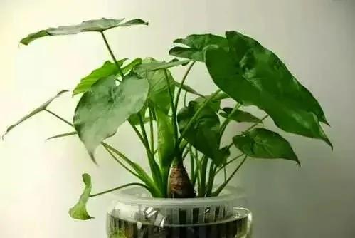室内不能养的花,你家里有没有?看完吓一跳!