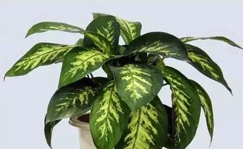 室内不能养的花,你家里有没有?看完吓一跳!