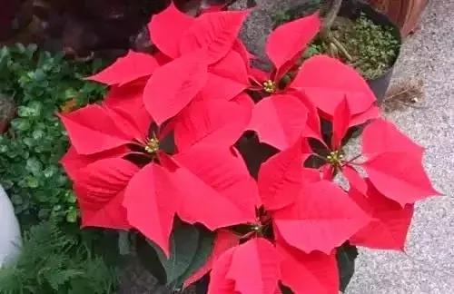 室内不能养的花,你家里有没有?看完吓一跳!