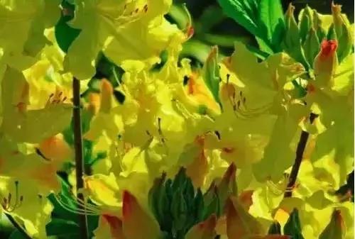 室内不能养的花,你家里有没有?看完吓一跳!