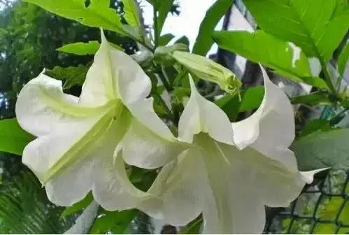 室内不能养的花,你家里有没有?看完吓一跳!