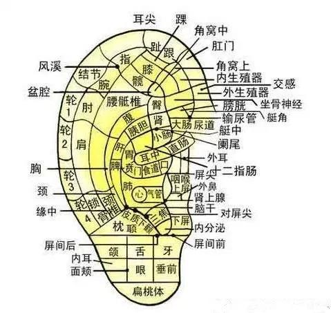 带你探寻耳朵上的秘密