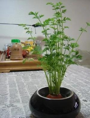 盆栽也能自己做,太不可思议了!