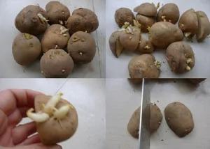 盆栽也能自己做,太不可思议了!