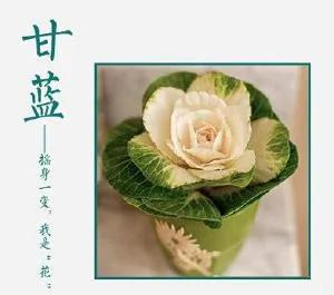 盆栽也能自己做,太不可思议了!