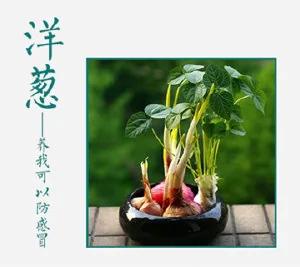 盆栽也能自己做,太不可思议了!