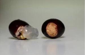 盆栽也能自己做,太不可思议了!